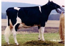 Dyks Durham Candy VG-87