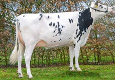 Dykster 3STAR Rivana