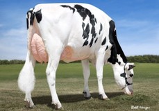 Dymentholm Sunview Sunday VG-87