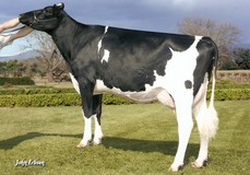 Early-Autumn Golden Rae EX-93 Early-Autumn Golden Rae EX-93