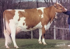 Elites-JSJ Fac Feebe-Red EX-92