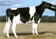 Eskdale Mac Marionette VG-86