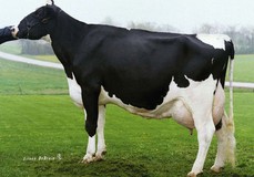 Ever-Green-View Le Grant EX-90