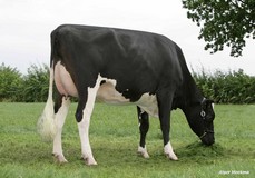 Excellence Mac Melissa VG-87