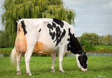 Farnear-Tbr Aria Adler EX-96