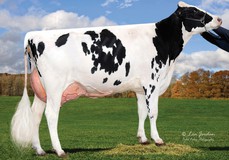 Farnear-Tbr-Bh Vickie EX-94-USA, same family VG-87 Farnear-Tbr-Bh Vickie EX-94-USA, same family VG-87