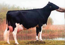 Felder Den Barb Cindy EX-91
