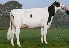 FG Feline VG-86