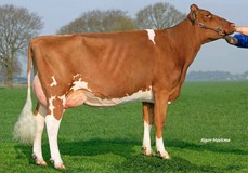 FG Massia 106 VG-86