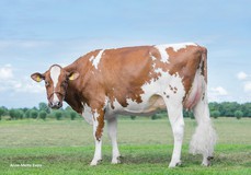 Poppe Fienchen 1569 Red VG-85