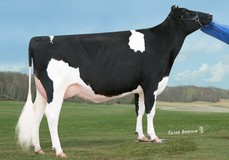 Vieuxsaule Freddie Tanya VG-88