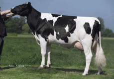 Plataan Frida VG-86