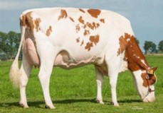 Future Dream H. Debu-Red VG-88