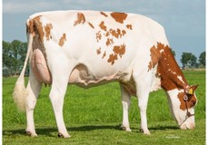 Future Dream H. Debu-Red VG-88