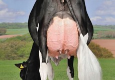 Galys-Vray, Atwood x Corse EX-92