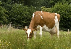 Aalshorst Geertje 54 VG-88 Aalshorst Geertje 54 VG-88
