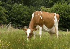 Aalshorst Geertje 54 VG-88