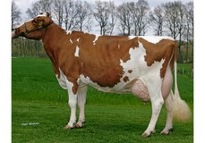 Aalshorst Geertje 54 VG-88 Aalshorst Geertje 54 VG-88