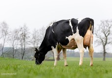 GEN Arjuna VG-89