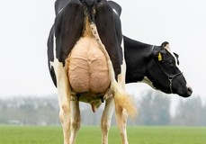 GEN Arjuna VG-89