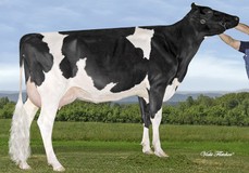 Gen-I-Beq Bolton Silence VG-85