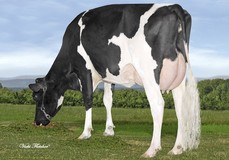 Gen-I-Beq Bolton Silence VG-85