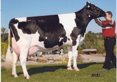 Gen-I-Beq Durham Sherry VG-87