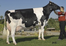 Gen-I-Beq Durham Sherry VG-87