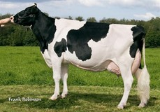 Gen-I-Beq Durham Sunshine VG-88