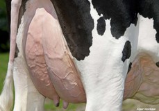 Udder Gevels Willie 1 VG-89