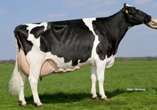 Giesen Charity 14 EX-91