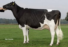 Giessen Charity 4 VG-88