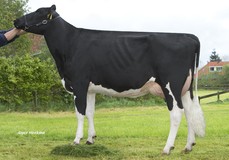 Giessen Praline 16 VG-87