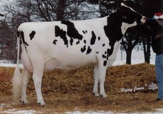 Glen Drummond Aero Flower VG-88