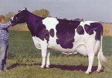 C Glenridge Citation Roxy EX-97