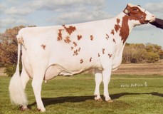 Golden-Oaks Perk Rae-Red P EX-90