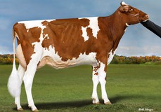 Golden-Oaks A Talent-Red EX-90