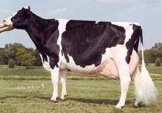 Golden-Oaks Champ Rae EX-93