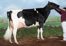 Golden-Oaks Gwyn Classy EX-92