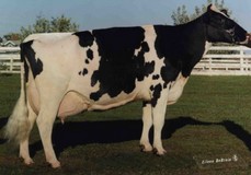 Golden-Oaks Mark Prudence EX-95