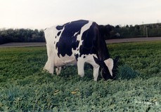 Golden-Oaks Mark Prudence EX-95