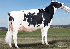 Gold-N-Oaks Arabell 1765 VG-88, Ramos x Marbella VG-89 Gold-N-Oaks Arabell 1765 VG-88, Ramos x Marbella VG-89