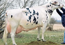 Gold-N-Oaks Duster Cindy VG-88