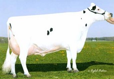 Gold-N-Oaks Morty Malibu EX-94