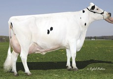 Gold-N-Oaks Morty Malibu EX-94