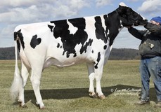 Gold-N-Oaks S Marbella VG-89