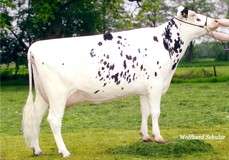 Goldstueck VG-87