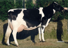 Grietje 79 VG-89 Grietje 79 VG-89
