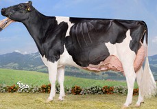 Hanna-Vray EX-96 (Atwood x Corse Vray) EX-90