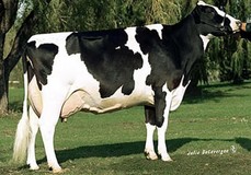 Hanoverhill Tony Rae EX-96